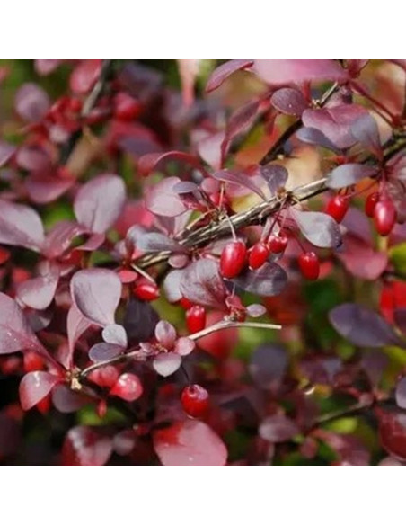 Berberis thunbergii Berberys Thunberga Dart's Red Lady