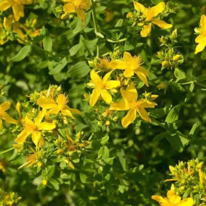 Hypericum densiflorum Dziurawiec gęstokwiatowy Buttercup