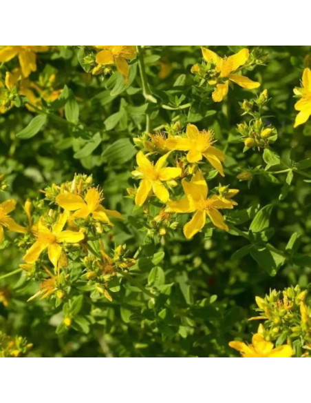 Hypericum densiflorum Dziurawiec gęstokwiatowy Buttercup