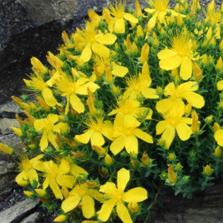 Dziurawiec gęstokwiatowy Buttercup Hypericum densiflorum