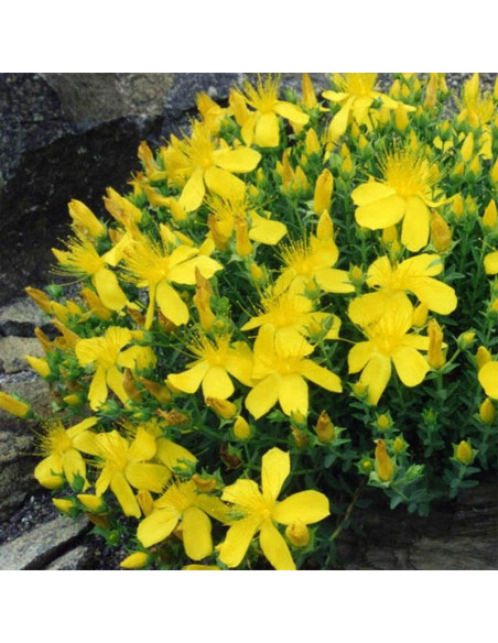 Dziurawiec gęstokwiatowy Buttercup Hypericum densiflorum