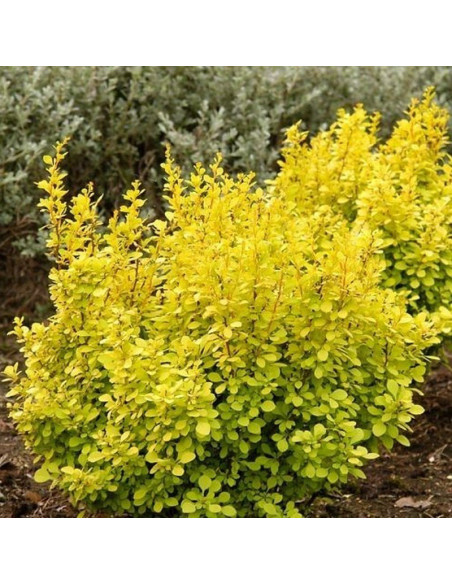 Berberys Thunberga Aurea Berberis thunbergii