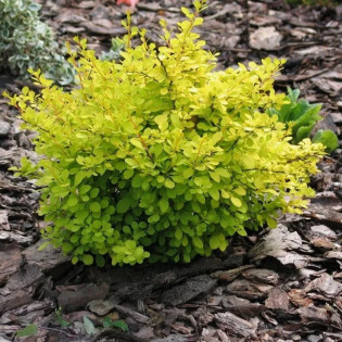 Berberys Thunberga Aurea Berberis thunbergii 2