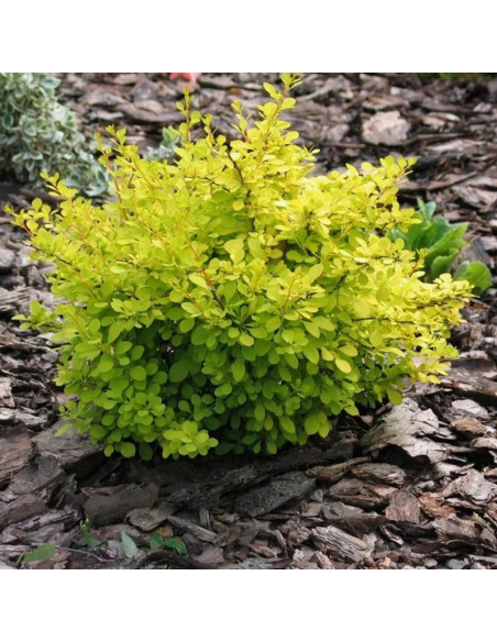 Aurea Berberys Thunberga Berberis thunbergii