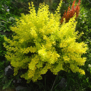 Golden Dream Berberis thunbergii Berberys Thunberga