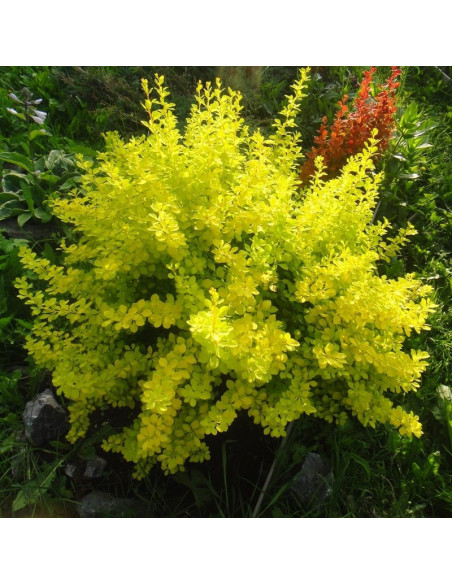 Golden Dream Berberis thunbergii Berberys Thunberga