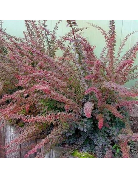 Berberys Thunberga Coronita Berberis thunbergii