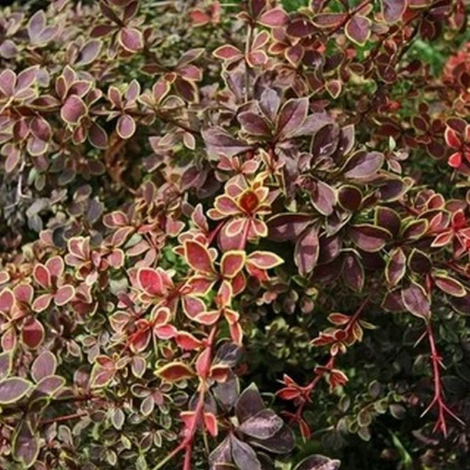 Berberis thunbergii Berberys Thunberga Coronita