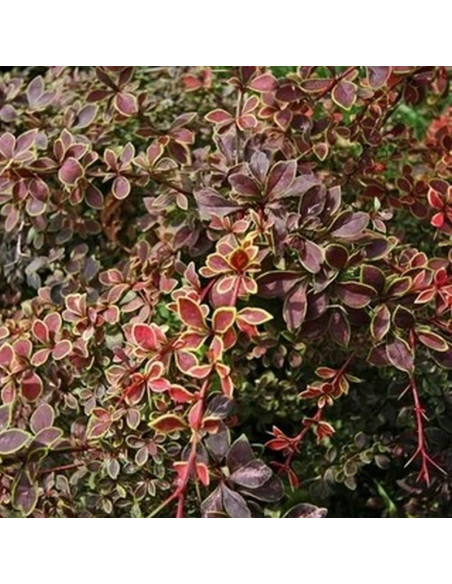 Berberis thunbergii Berberys Thunberga Coronita