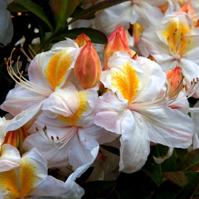 Silver Slipper Azalia wielkokwiatowa Rhododendron (Knaphill)