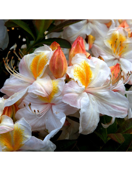 Silver Slipper Azalia wielkokwiatowa Rhododendron (Knaphill)