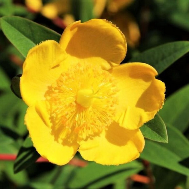 Dziurawiec Hookera Hidcote Hypericum hookerianum