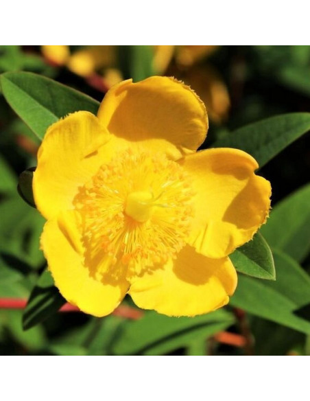 Dziurawiec Hookera Hidcote Hypericum hookerianum