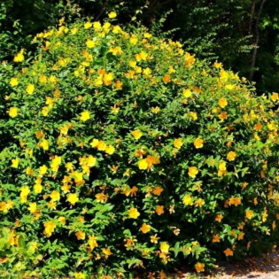 Dziurawiec Hookera Hidcote Hypericum hookerianum 2