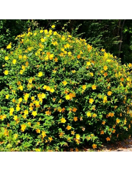 Hypericum hookerianum Dziurawiec Hookera Hidcote