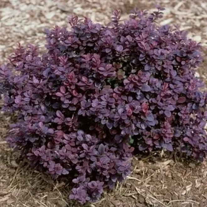 Berberis thunbergii Berberys Thunberga Concorde