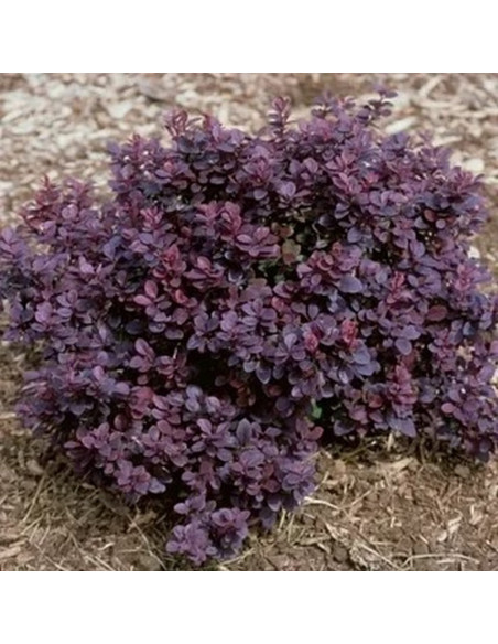 Berberis thunbergii Berberys Thunberga Concorde