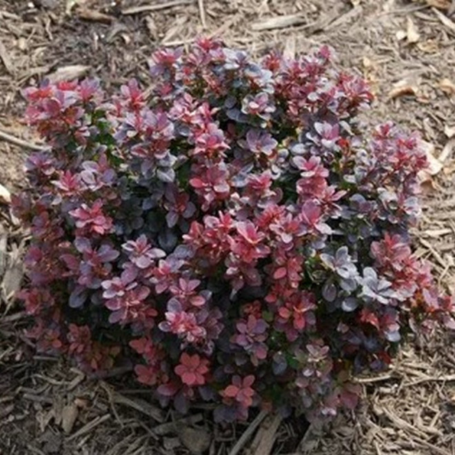 Berberys Thunberga Concorde Berberis thunbergii