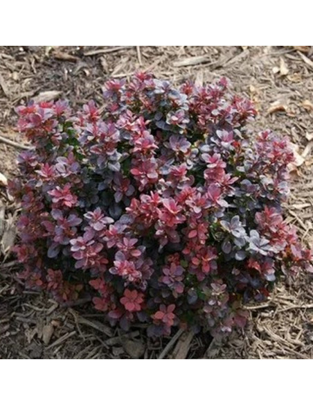 Berberys Thunberga Concorde Berberis thunbergii