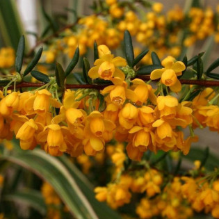 Berberys wąskolistny Berberis stenophylla 2