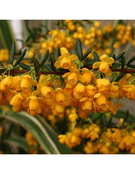 Berberis stenophylla Berberys wąskolistny