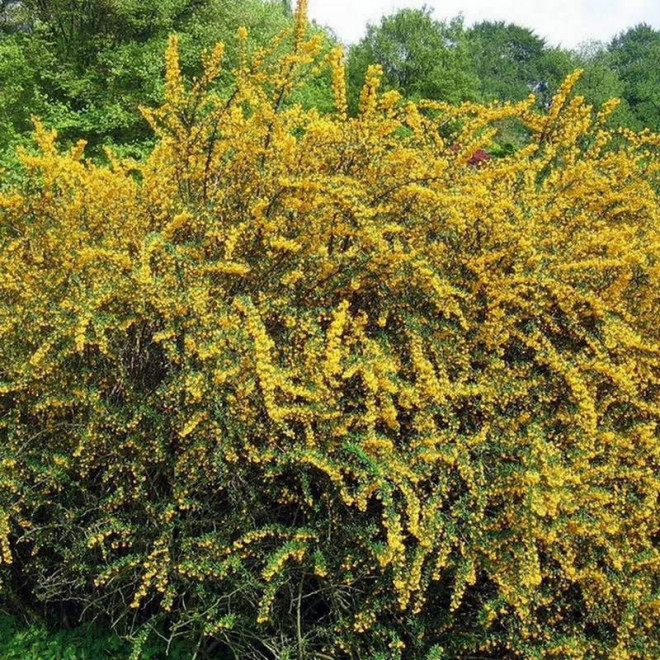 Berberys wąskolistny Berberis stenophylla