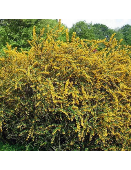 Berberys wąskolistny Berberis stenophylla