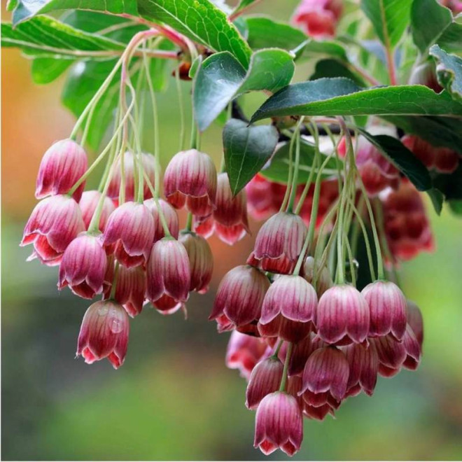 Enkiant dzwonkowaty Enkianthus campanulatus