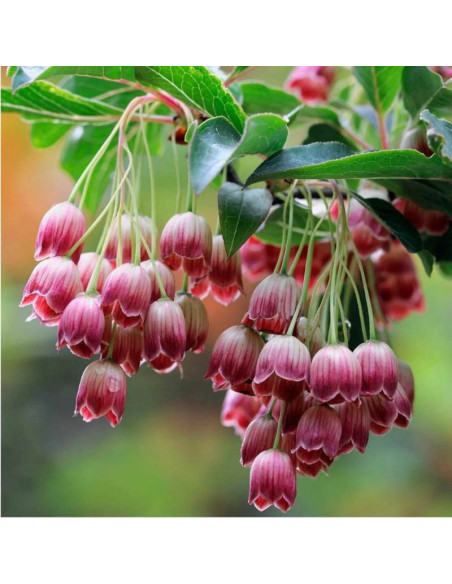 Enkiant dzwonkowaty Enkianthus campanulatus