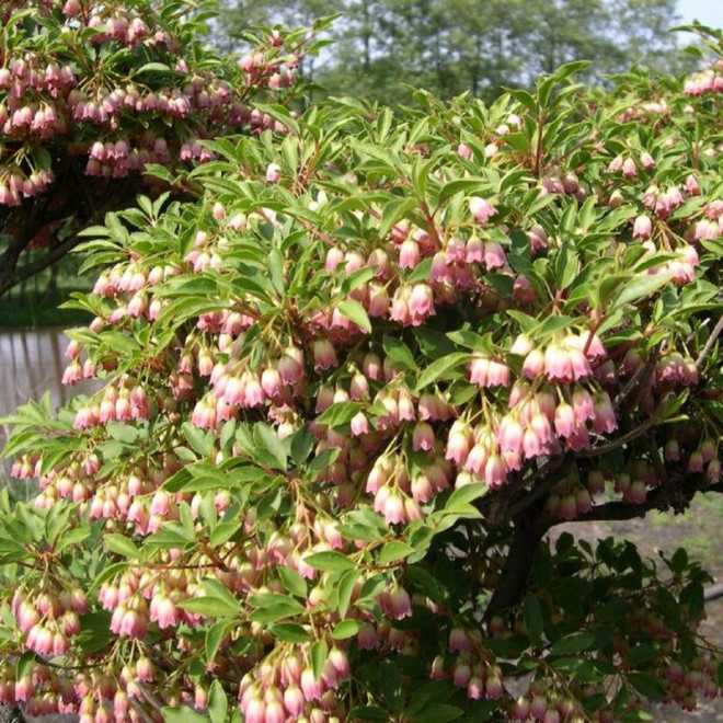 Enkianthus campanulatus Enkiant dzwonkowaty