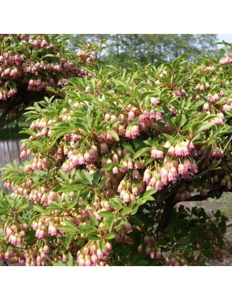Enkianthus campanulatus Enkiant dzwonkowaty