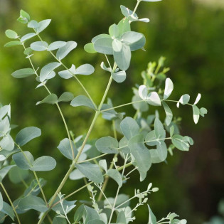 Eucalyptus gunni Eukaliptus górski