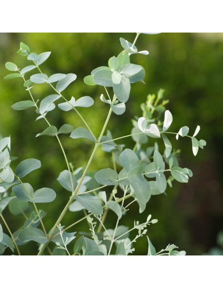 Eucalyptus gunni Eukaliptus górski