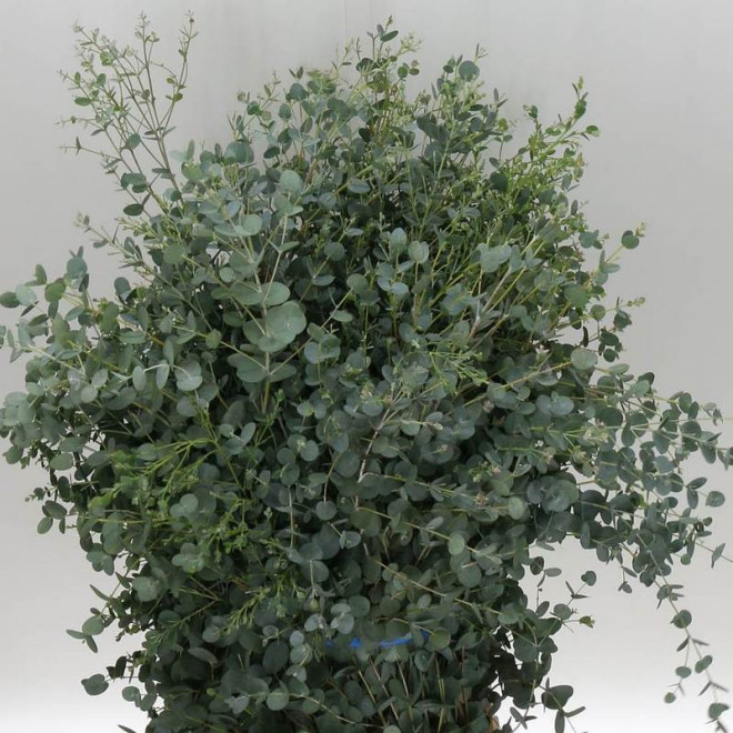 Eukaliptus górski Eucalyptus gunni