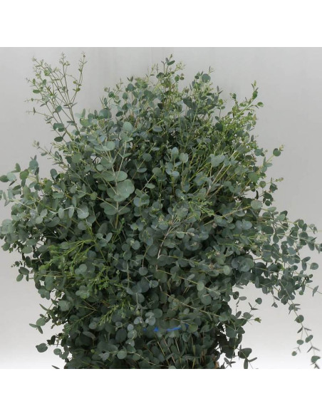 Eukaliptus górski Eucalyptus gunni