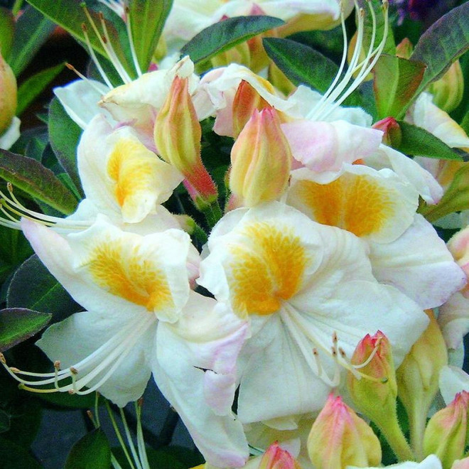 Azalia wielkokwiatowa Silver Slipper Rhododendron (Knaphill)