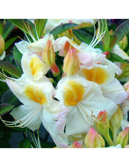 Azalia wielkokwiatowa Silver Slipper Rhododendron (Knaphill)