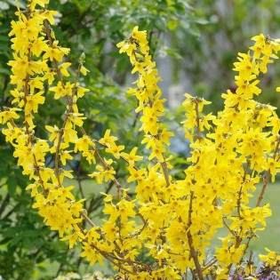 Forsycja pośrednia Minigold Forsythia intermedia