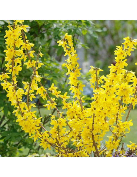 Forsycja pośrednia Minigold Forsythia intermedia
