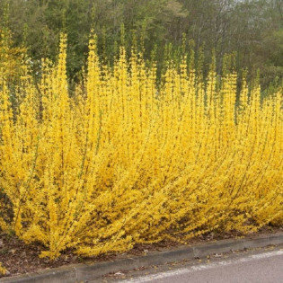 Forsycja pośrednia Minigold Forsythia intermedia 2