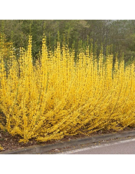 Minigold Forsycja pośrednia Forsythia intermedia