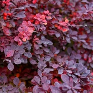 Berberis thunbergii Berberys Thunberga Carmen 2