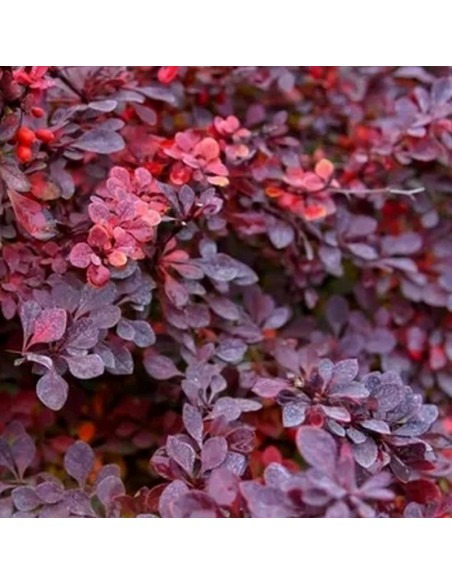 Berberys Thunberga Carmen Berberis thunbergii