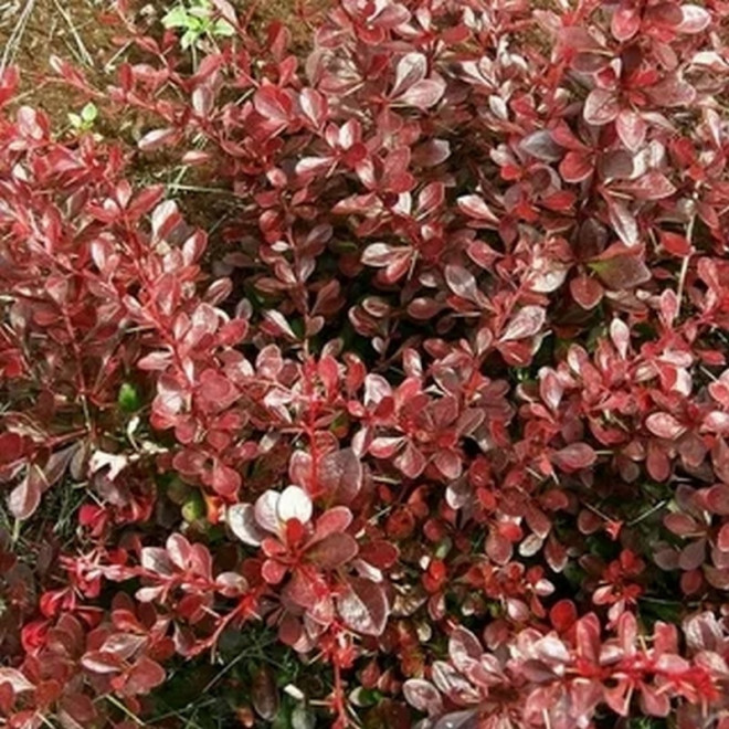 Berberis thunbergii Berberys Thunberga Carmen