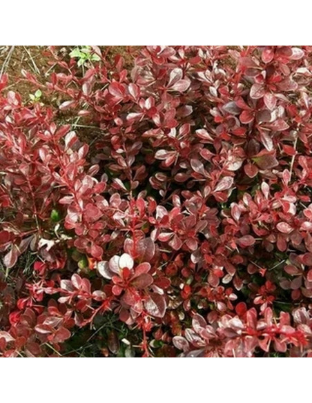 Berberis thunbergii Berberys Thunberga Carmen