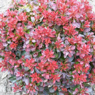 Bagatelle Berberys Thunberga Berberis thunbergii 2