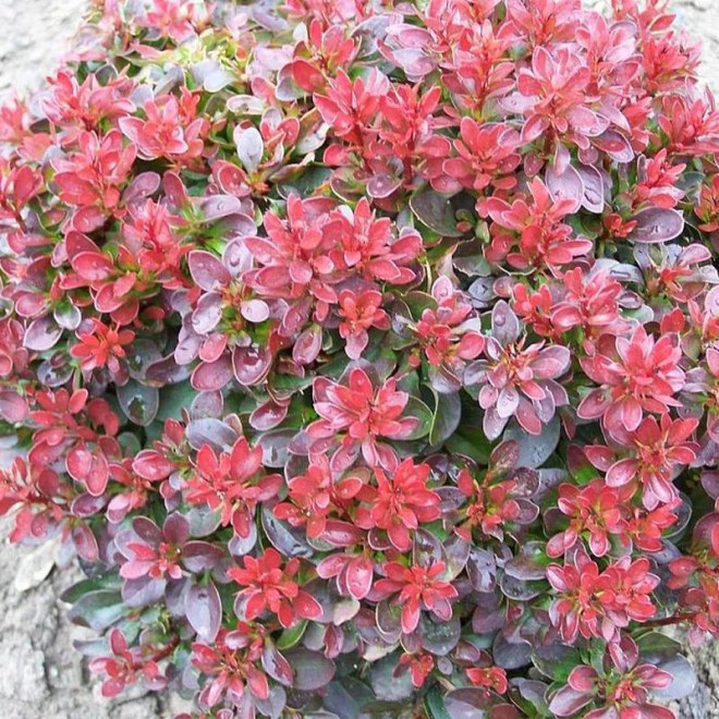 Berberys Thunberga Bagatelle Berberis thunbergii Berberys Thunberga Bagatelle Berberis thunbergii