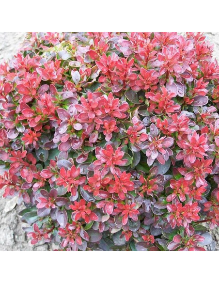 Berberys Thunberga Bagatelle Berberis thunbergii