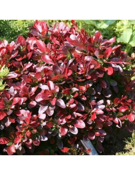 Bagatelle Berberys Thunberga Berberis thunbergii