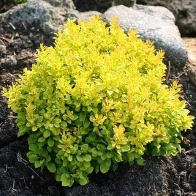 Berberis thunbergii Berberys Thunberga Tiny Gold